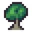 Beech Tree