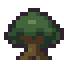 Mahogany Tree