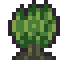 Yew Tree